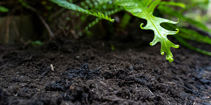 Forest Mulch In Use