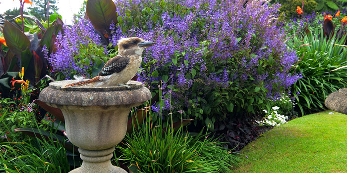 Native Garden Design