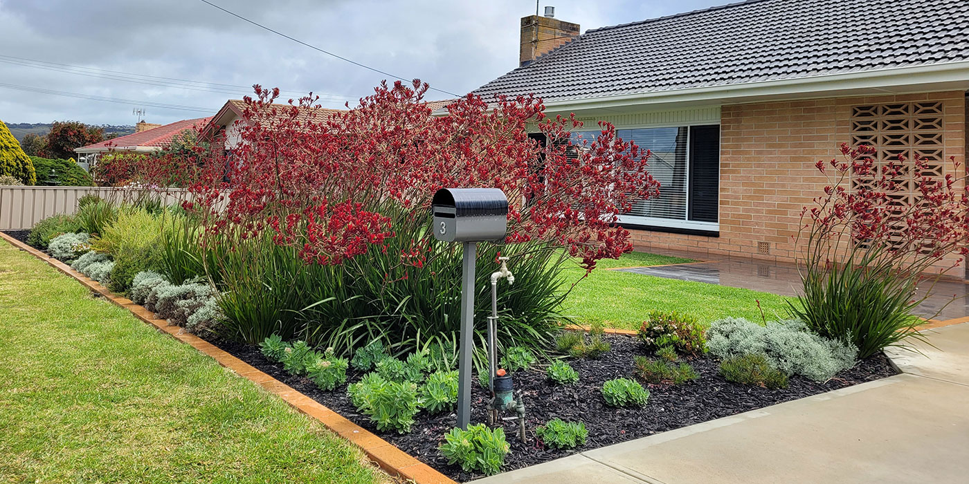 Simple Native Front Garden Landscaping (Adelaide)